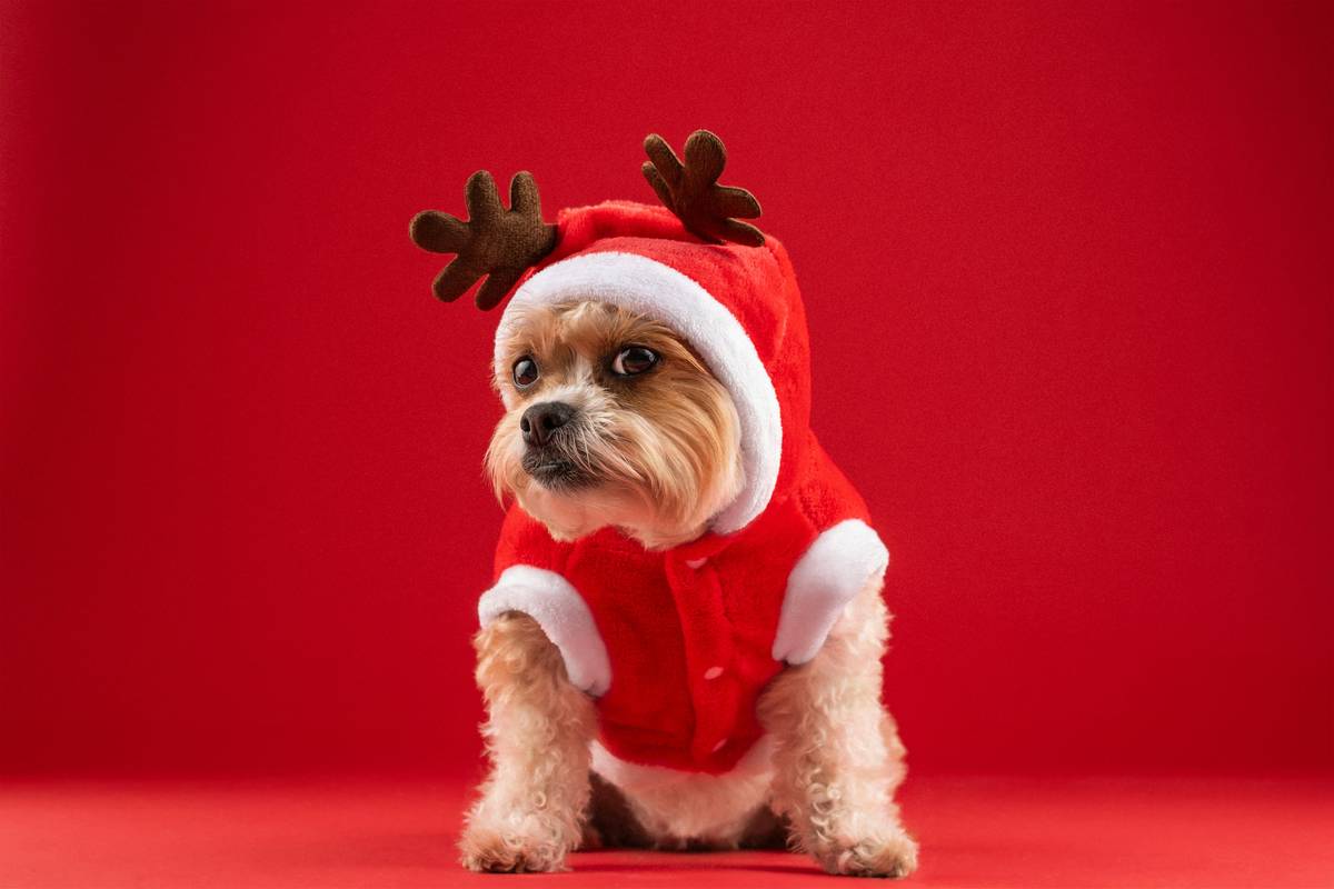 Infographic showing 2024 pet celebration trends: 68% of dog owners celebrate birthdays, 42% buy themed party supplies, and 29% host multi-dog gatherings