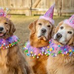 Party Supplies for Dogs Birthday: The Ultimate Guide to Pawsome Celebrations