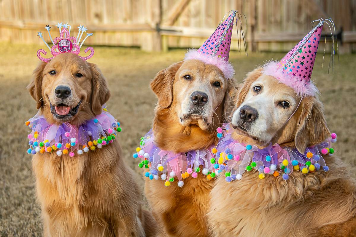Party Supplies for Dogs Birthday: The Ultimate Guide to Pawsome Celebrations